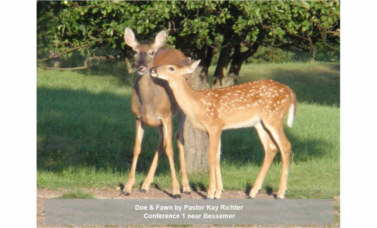 doe and fawn together
