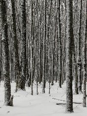 The Samuel Series Thumbnail